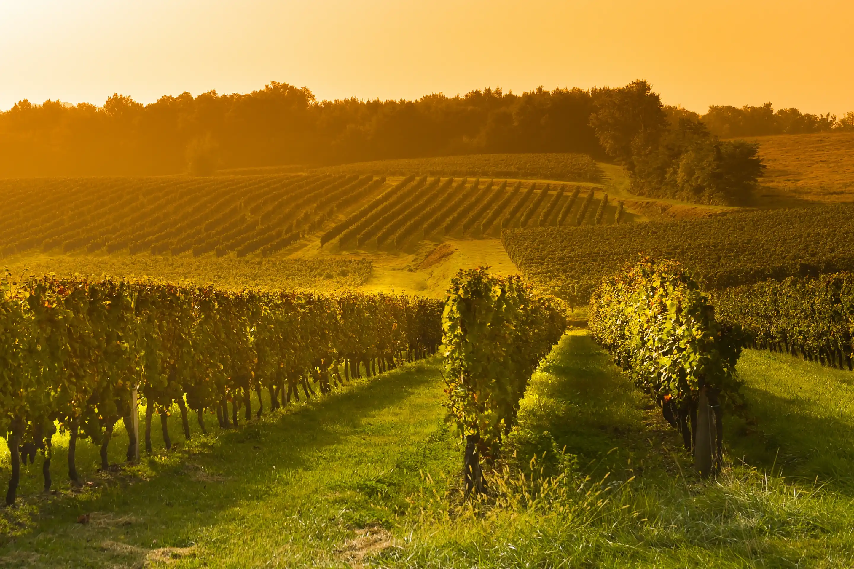 vineyard legal notice